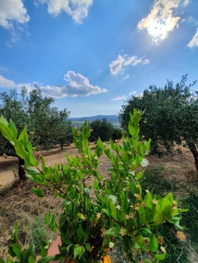 Colle Del Mirto Villa Castelnuovo Cilento Exterior photo